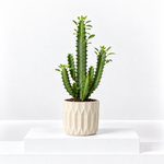 Euphorbia trigona  1