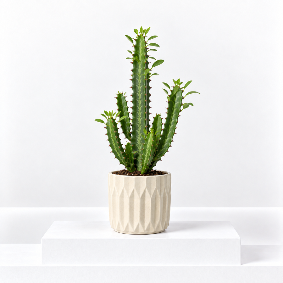 Euphorbia trigona  1