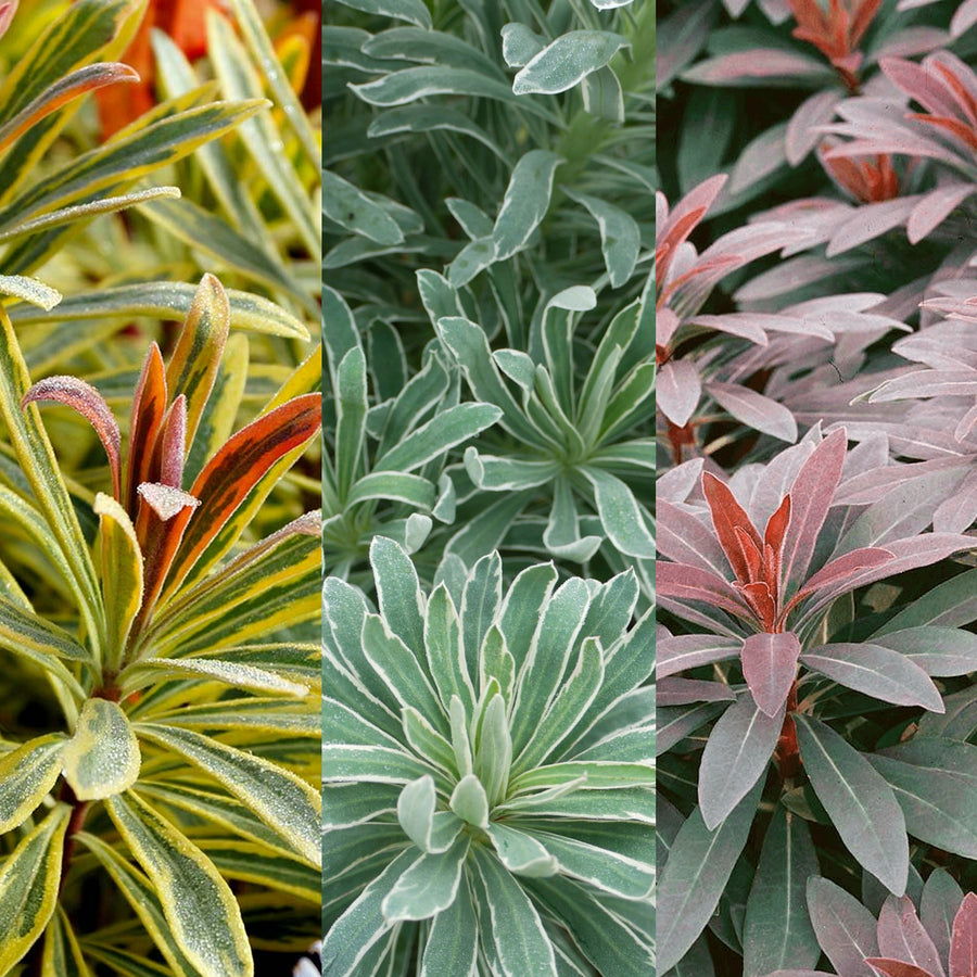 Euphorbia 3 Plant Collection euphorbiamix 1