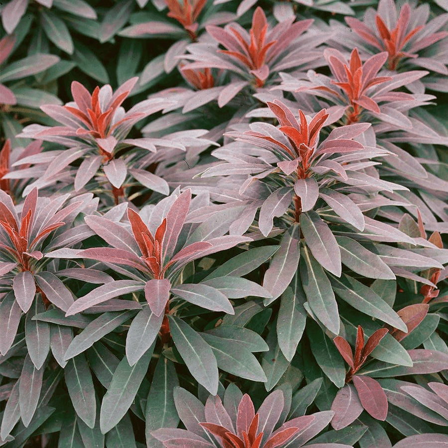 Euphorbia 3 Plant Collection euphorbiamix1 3