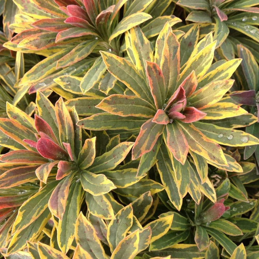 Euphorbia 3 Plant Collection euphorbiamix2 5