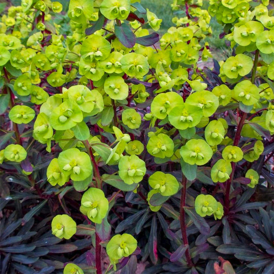 Euphorbia Purpurea euphorbiapurpurea 1
