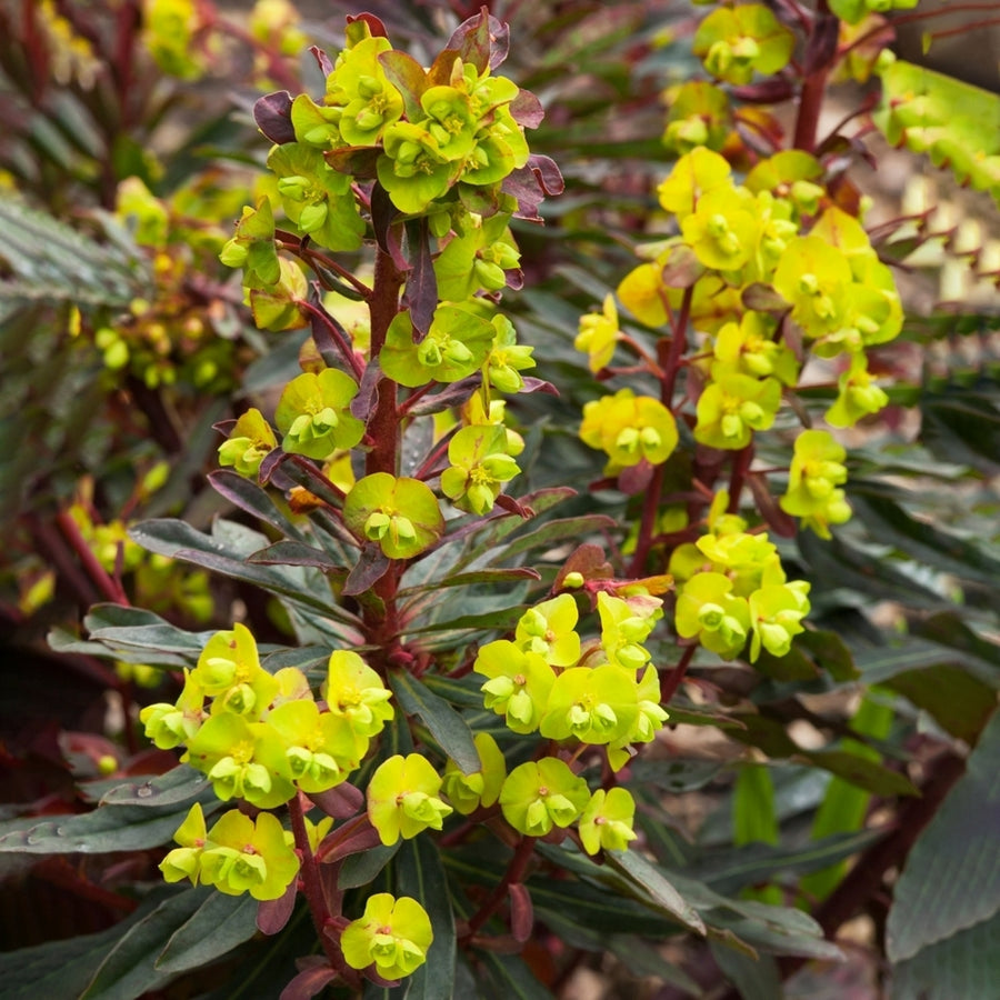 Euphorbia Purpurea euphorbiapurpurea1 5