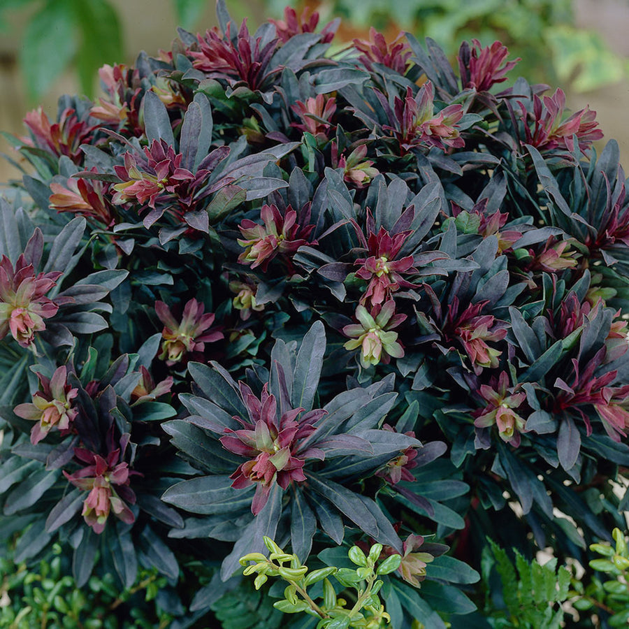 Euphorbia Purpurea euphorbiapurpurea2 4