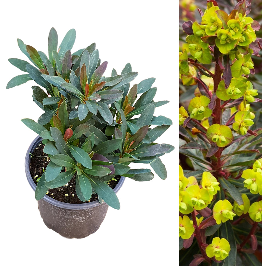 Euphorbia Purpurea euphorbiapurpurea3 2