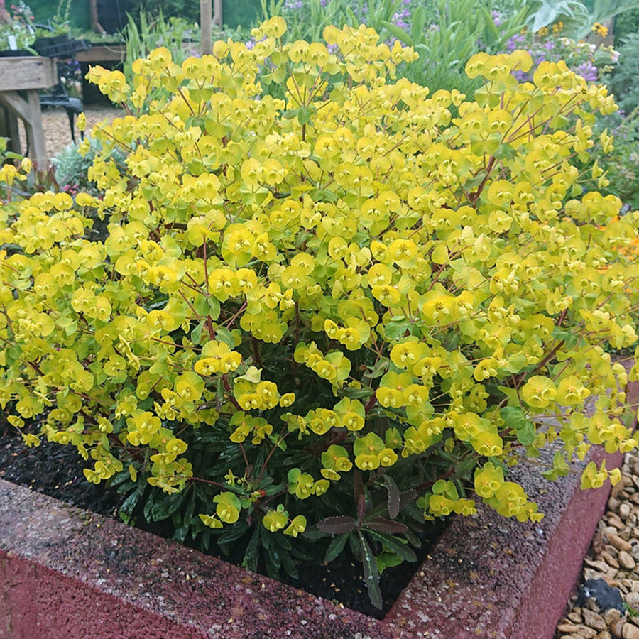 Euphorbia Purpurea euphorbiapurpurea4 3