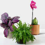 The Experts Plant Collection - Persian Shield, Purple Orchid and Boston Fern  1