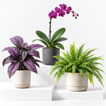 The Experts Plant Collection - Persian Shield, Purple Orchid and Boston Fern  1