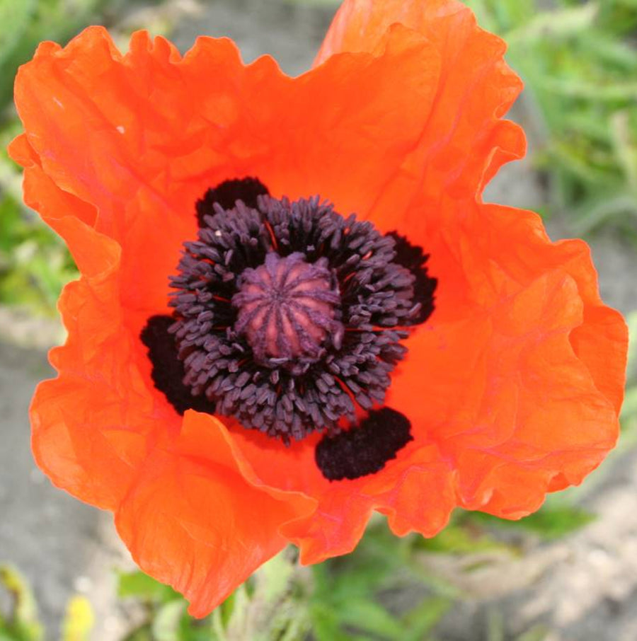 Poppy Plant - Eye Catcher eyecatcher1 4