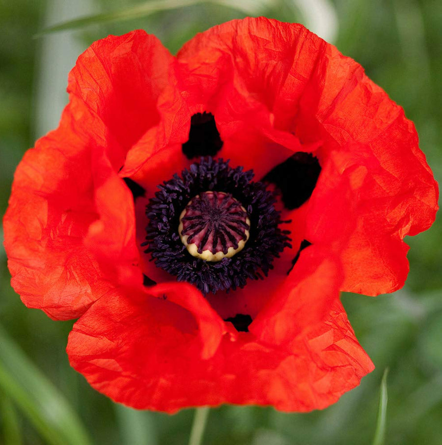 Poppy Plant - Eye Catcher eyecatcher2 6
