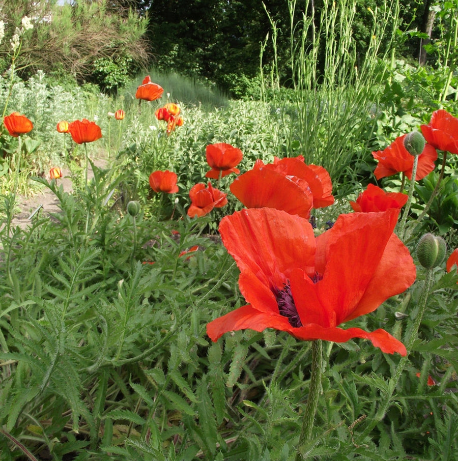 Poppy Plant - Eye Catcher eyecatcher3 5