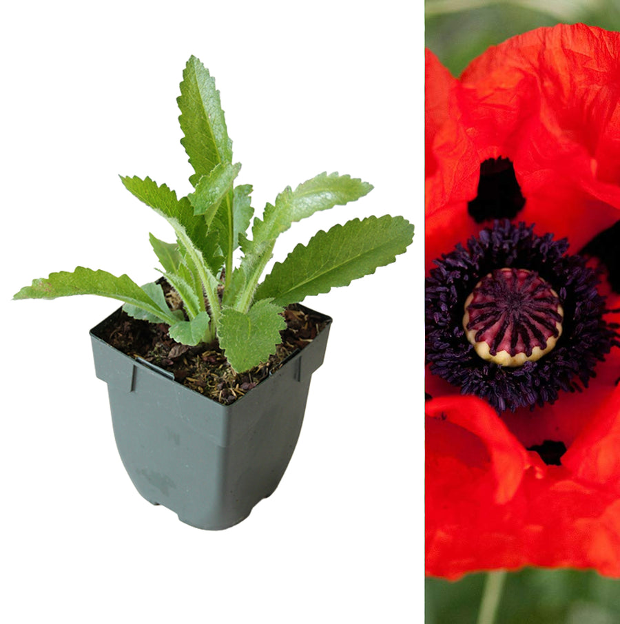Poppy Plant - Eye Catcher eyecatcher4 2