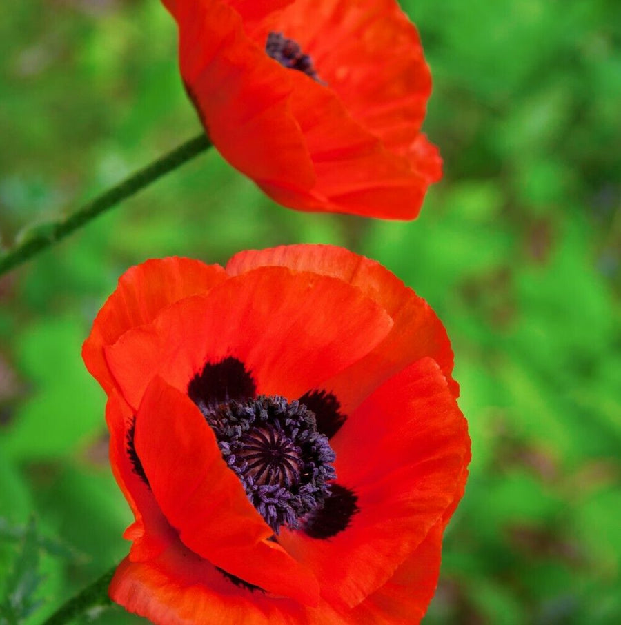 Poppy Plant - Eye Catcher eyecatcher5 1