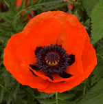 Poppy Bare Root Mix  4