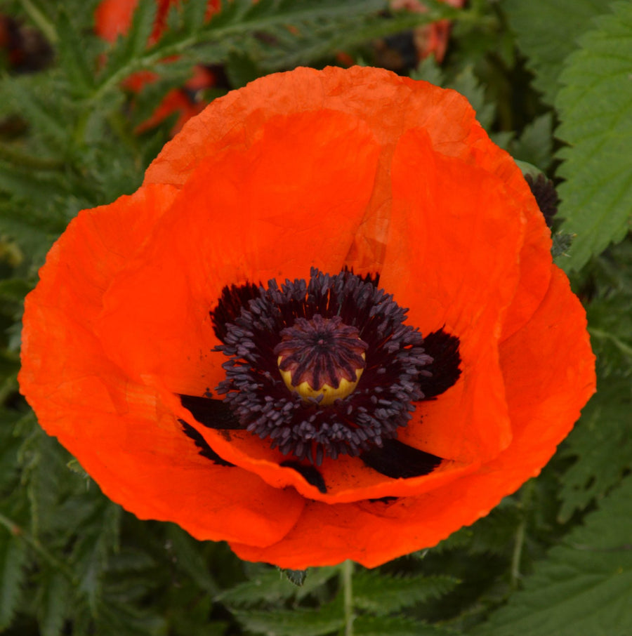 Poppy Bare Root Mix  4
