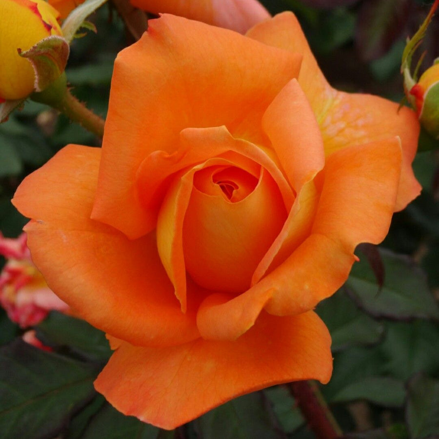 Orange Rose Bush - Whisky Mac f11a7336639d00936d5dcdc2738bd98a 3
