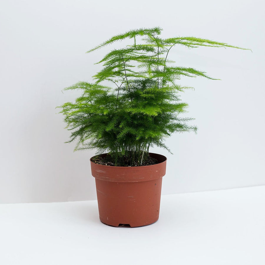 Air Purifying Indoor Mix f29183_8c571f1037804db3b398068d6c9dbe8b_mv2_d_2736_2736_s_4_2 3