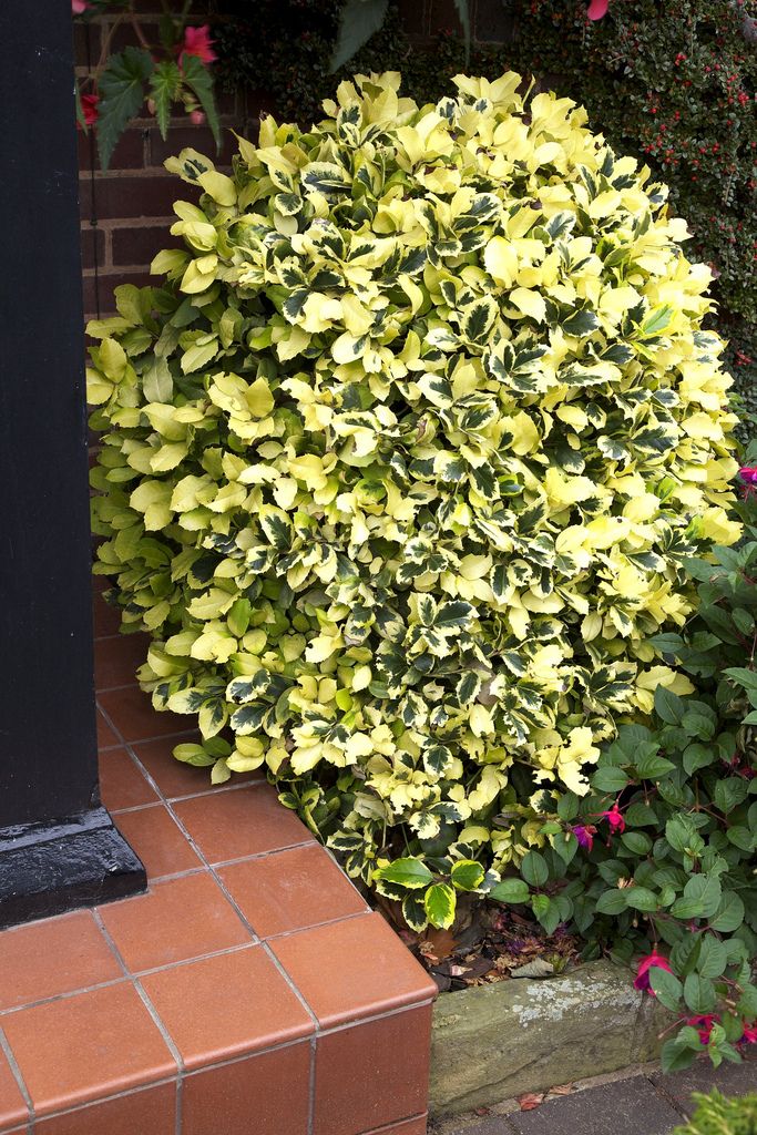 Ilex Altaclerensis Golden King f2a751f3d37ec68648484c50f81aa07b 5