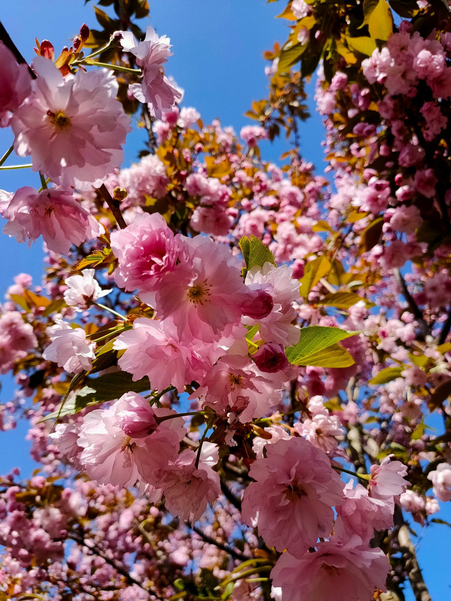 Prunus Serrulata 'Kanzan' Cherry Blossom Tree Prunus Serrulata 'Kanzan' Cherry Blossom Tree image2 1
