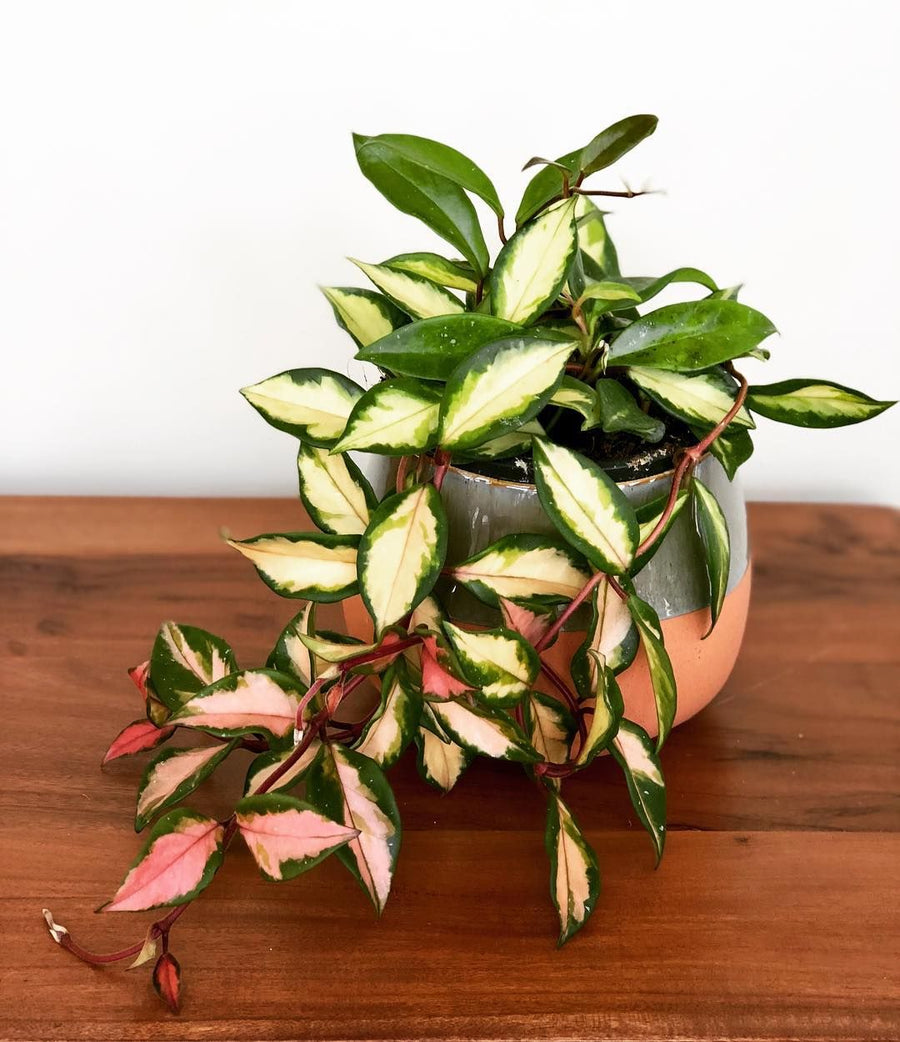 Hoya Carnosa Tricolour f61465e0d16a0a55b90cd03915ce7b2b 1