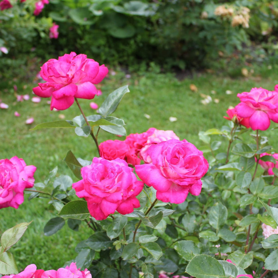 Rose Bush 'Gaujard' f7f8d87810eebcf20f4bb923ea1aaad0 3