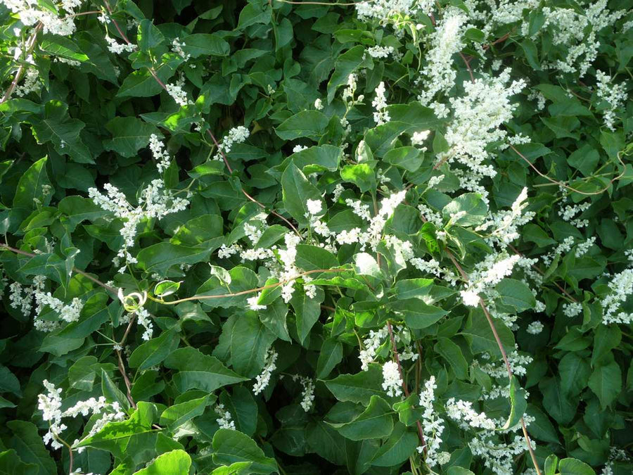 Fallopia Baldschuanica - Russian Vine Fallopia Baldschuanica image4 4