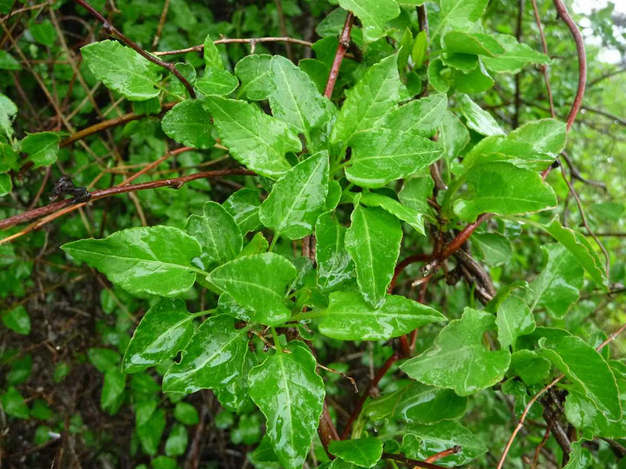 Fallopia Baldschuanica - Russian Vine Fallopia Baldschuanica image3 3