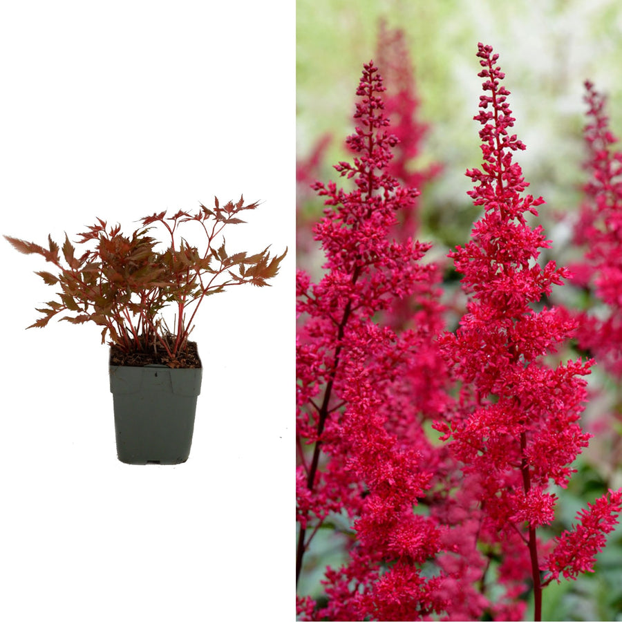 Red Fanal Astilbe Plant Astilbe Plants in 1L Pots - (Fanal) image1 2