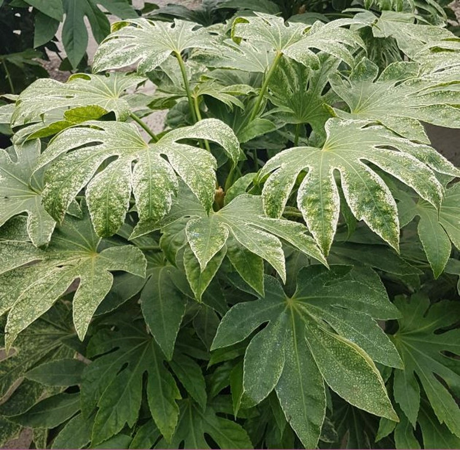 Fatsia Japonica Spiders Web Plant Fatsia Japonica in 9cm Pot - 'Spiders Web' (2 Plants) image4 4
