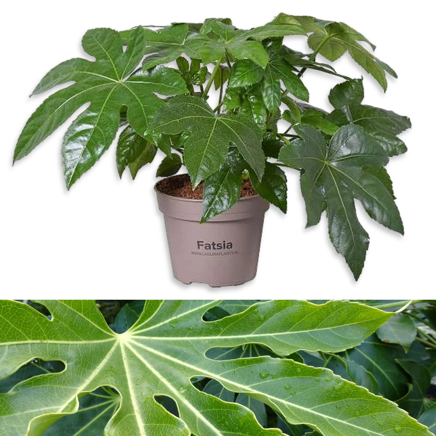 Fatsia Japonica fatsia15cm 2