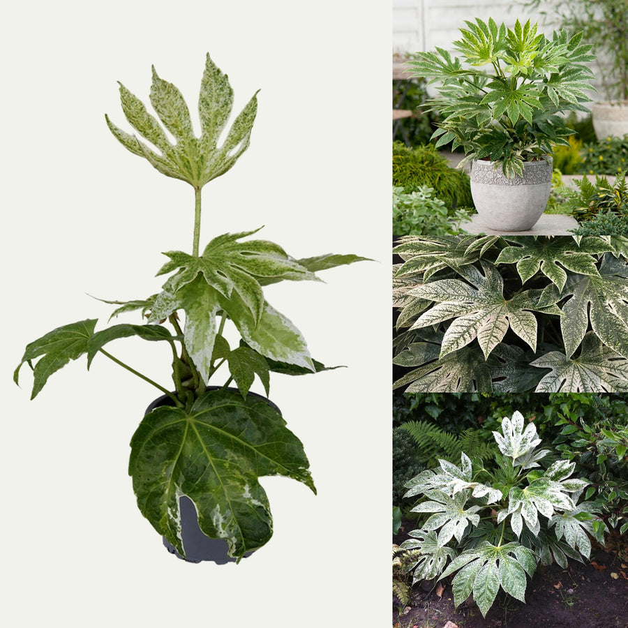 Fatsia Japonica Spiders Web Plant Fatsia Japonica in 9cm Pot - 'Spiders Web' (2 Plants) image1 2