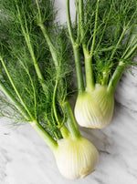 Fennel Plant  1