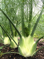 Fennel Plant  3