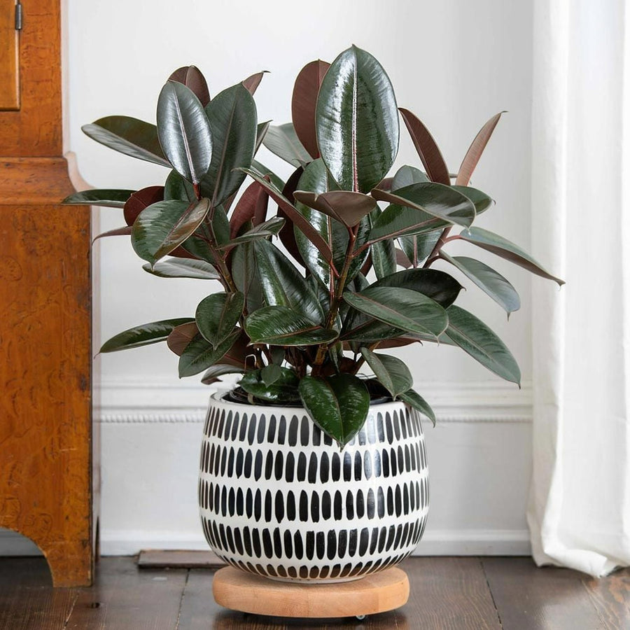 Ficus Elastica - Mixed Varieties ficus 3