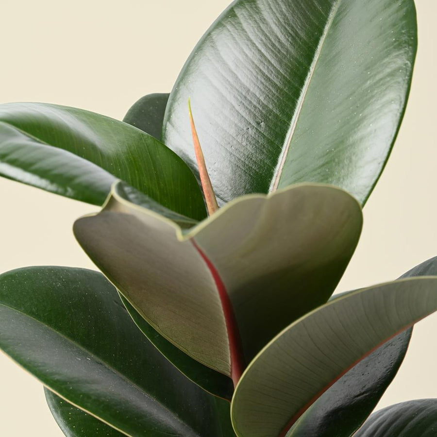 Mini Indoor Plant Mix ficus 5