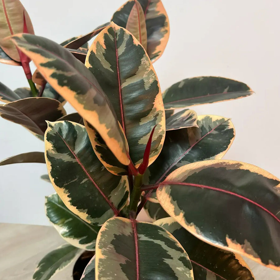 Ficus Elastica - Mixed Varieties ficus2 4