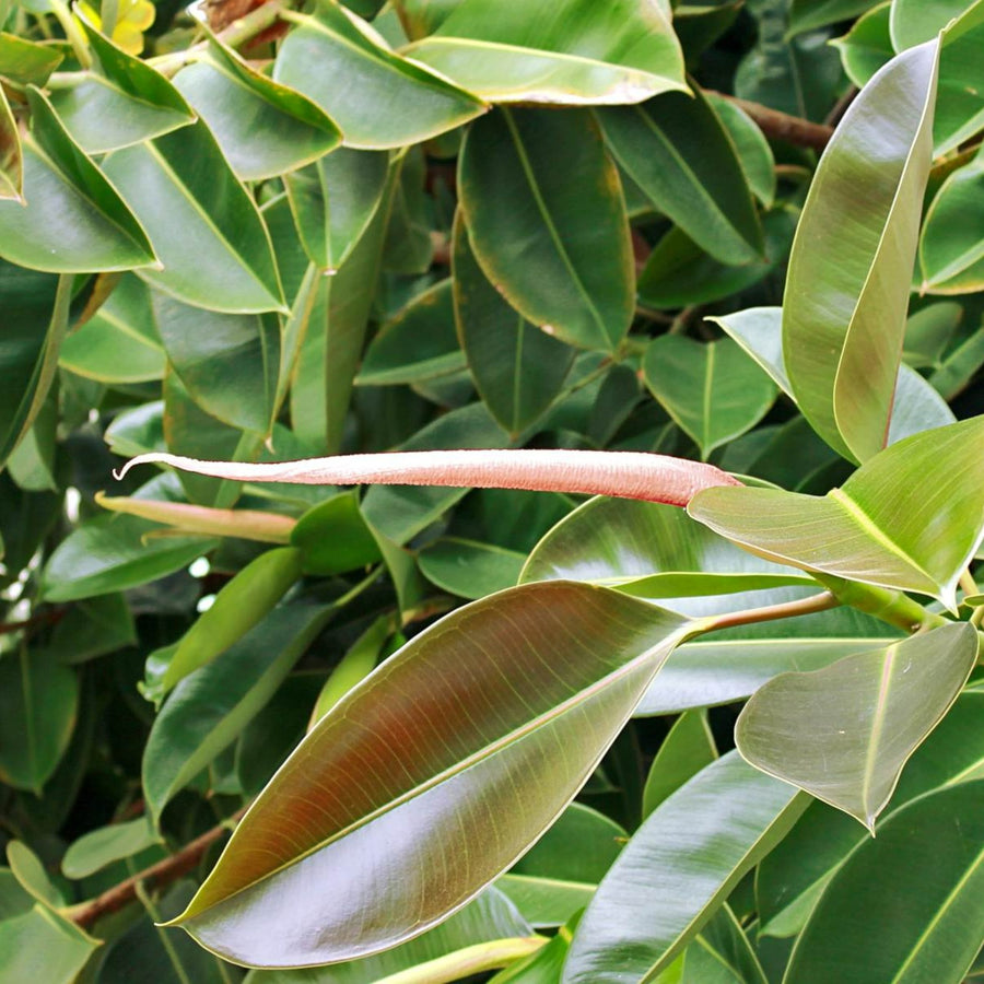 Ficus Elastica - Mixed Varieties ficus3 5
