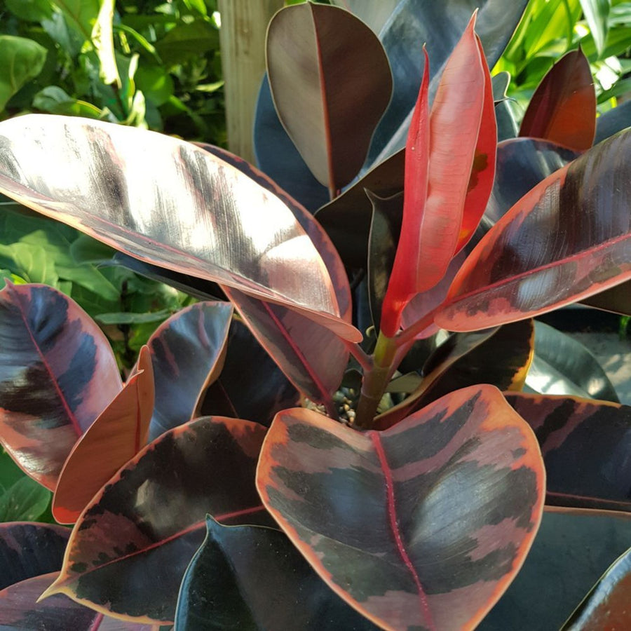 Ficus Elastica - Mixed Varieties ficus4 1