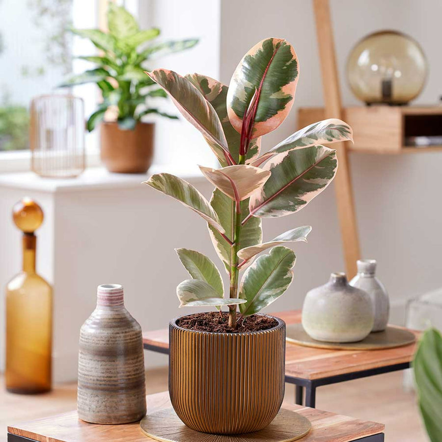 Ficus Elastica - Mixed Varieties ficus5 6