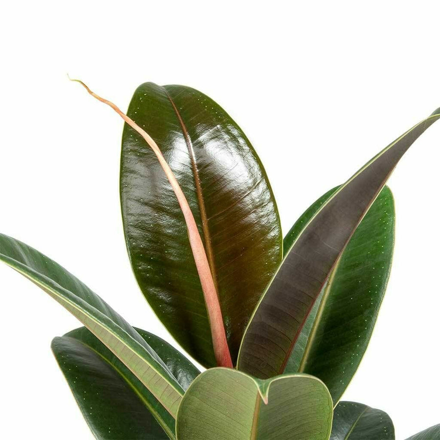 Ficus elastica Melany - Rubber Plant ficusmelany1 3