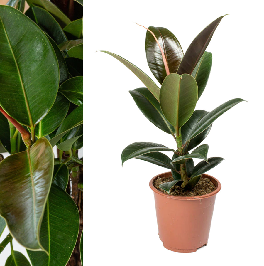Ficus elastica Melany - Rubber Plant ficusmelany5 2