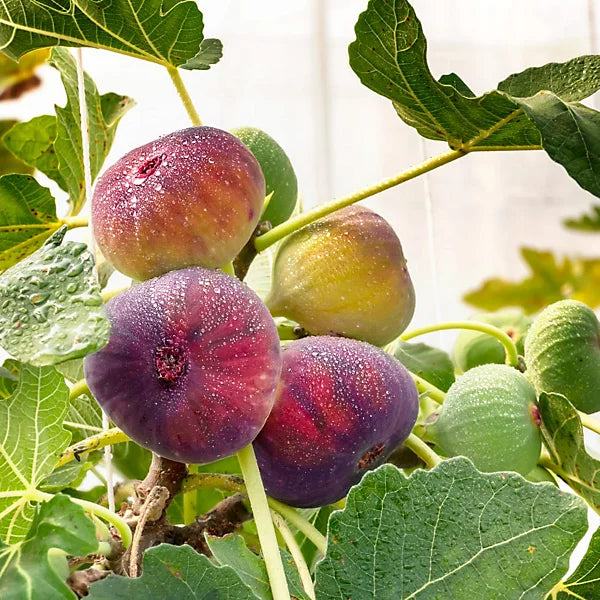 Fig Tree  4