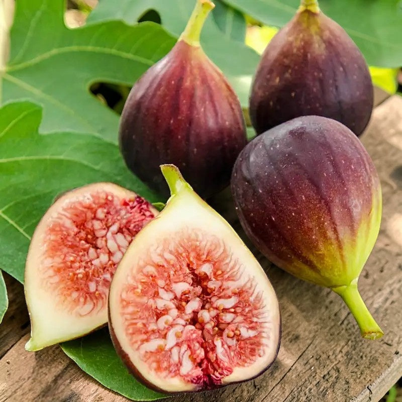Fig Tree