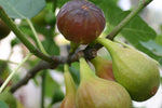 Fig Tree Mix - Ficus Variety  3