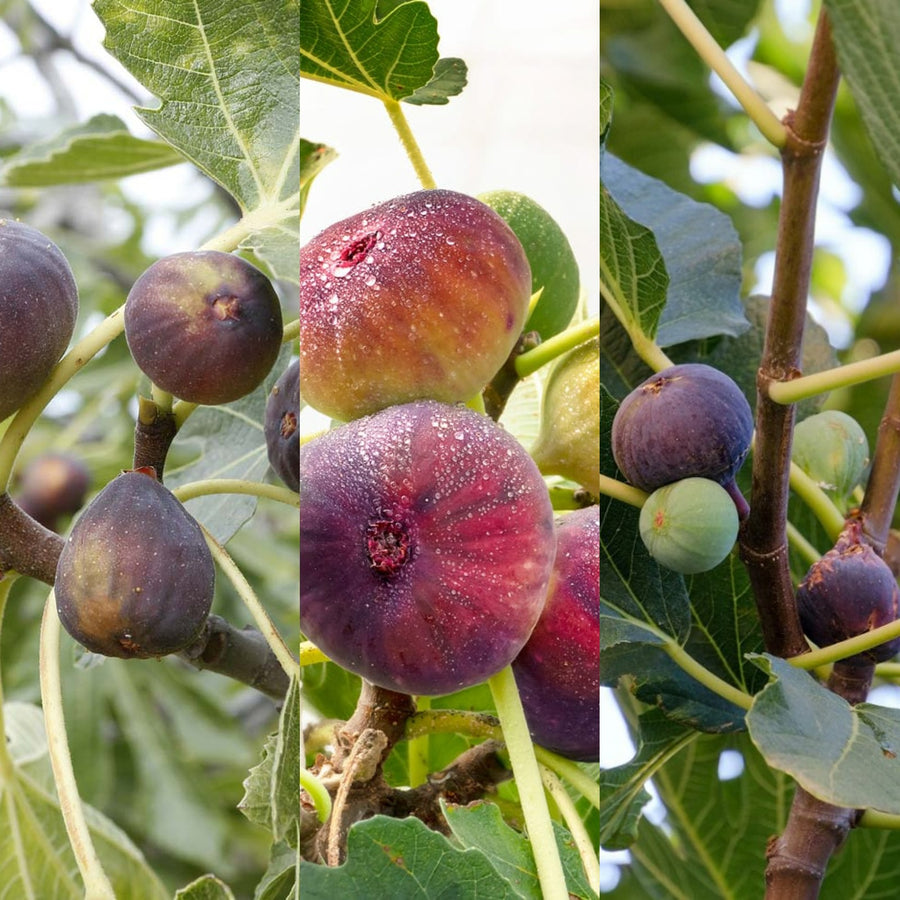 Fig Tree Mix - Ficus Variety 3 x Fig Tree Mix - Ficus Variety image1 1
