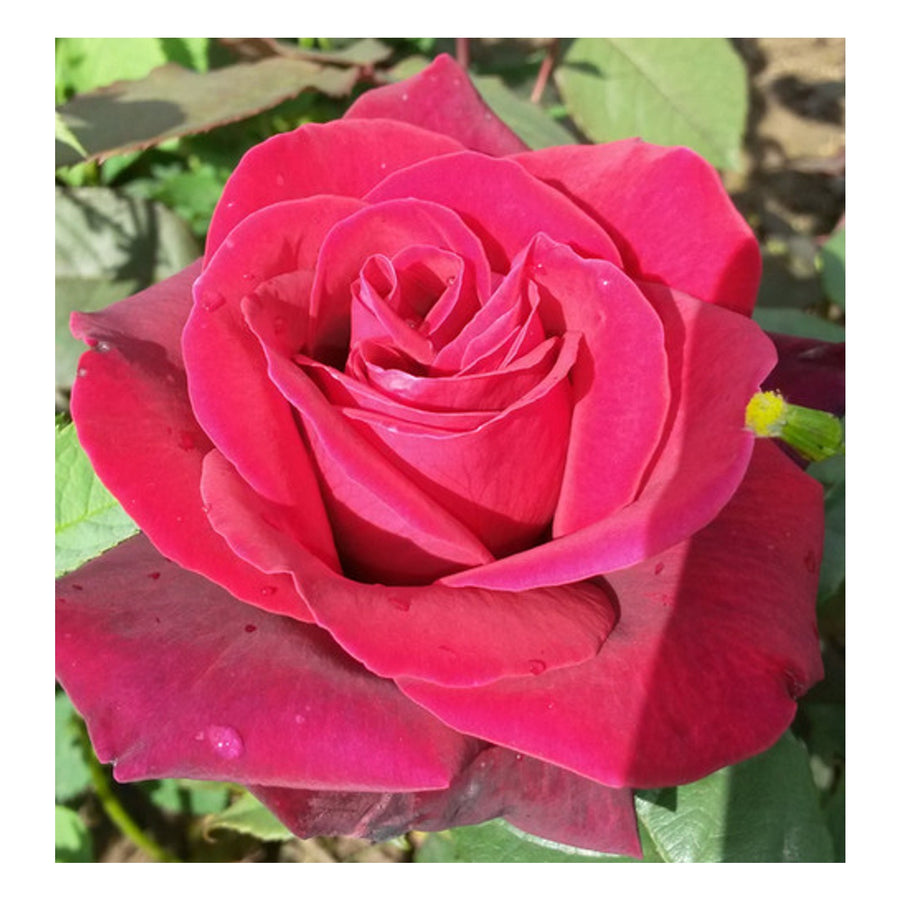 Red Rose Bush - Red Devil file (1) 1