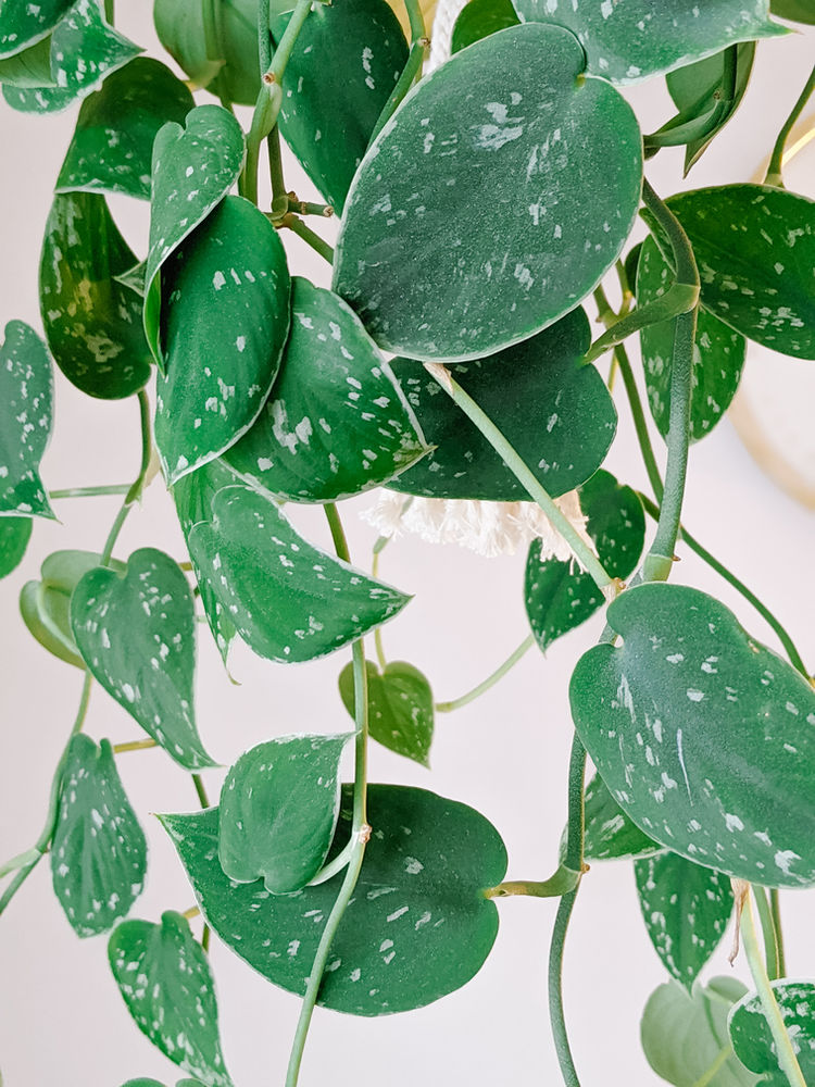 Scindapsus pictus Argyraeus Hanging Plant file 4