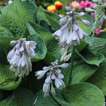 Hosta Big Daddy  2