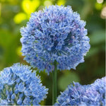 Allium Caeruleum Spring Bulbs  2