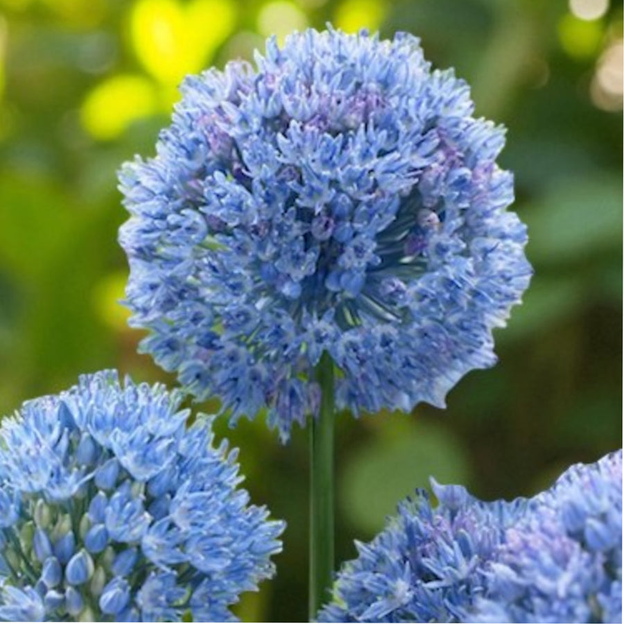 Allium Caeruleum Spring Bulbs  2